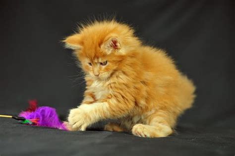 Orange Maine Coon Kitten