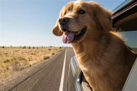 Vento no Focinho Desvendando os Motivos pelos Quais os Cães Adoram