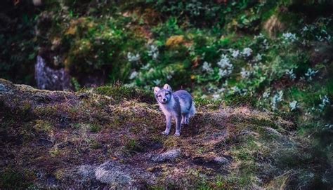 Iceland Arctic Fox - Free photo on Pixabay