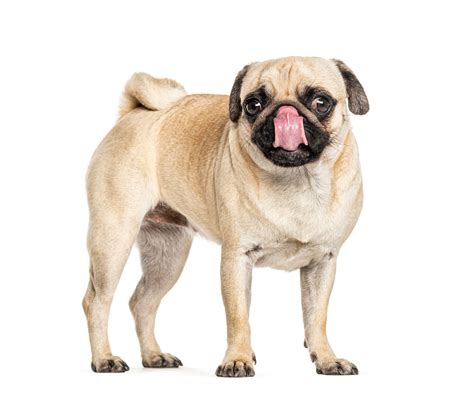 Premium Photo | Pug licking himself, isolated on white