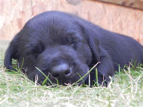 Cute Black Lab Puppies Sleeping