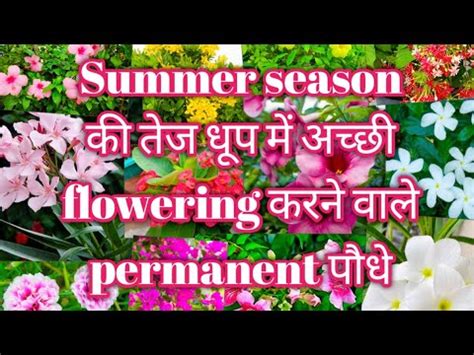 Pure Din Ki Tej Dhup Me Heavy Flowering Karne Wale Poudhe Best Heat