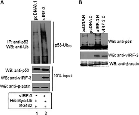 Virf 3 Enhances The Ubiquitination Of P53 A Hek293 Cells Were