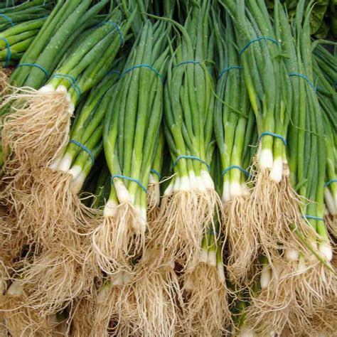 Tokyo Long White Bunching Heirloom Onion Seeds Terroir Seeds