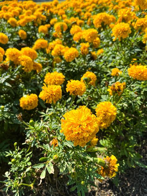 orange Marigold bush. orange Marigold flowers lined up all the way ...