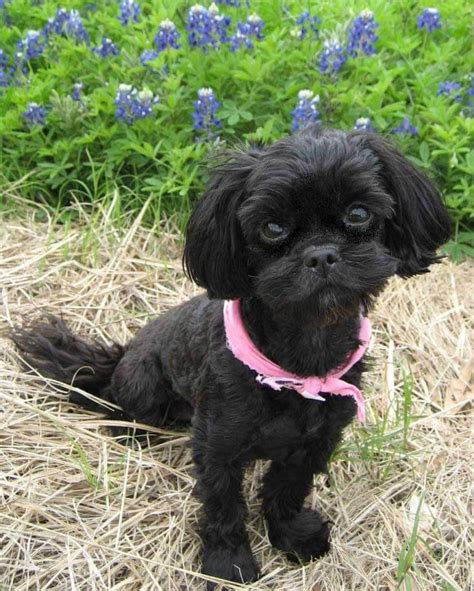 55+ Shih Tzu Poodle Mix Black And White - l2sanpiero