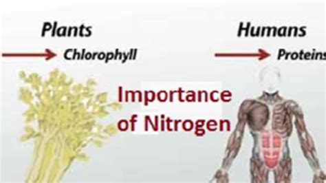 Que Es El Ciclo De Nitrogeno Dinami