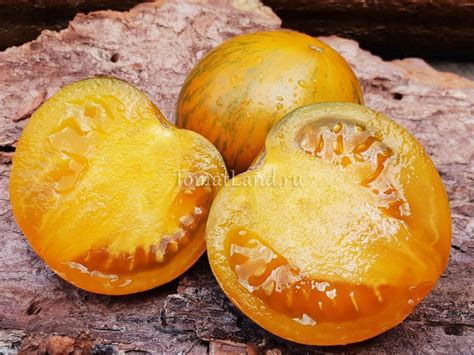 Томат Вавилонское свечение: описание и характеристика, отзывы, фото