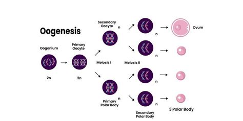 Difference Between Spermatogenesis And Oogenesis Geeksforgeeks