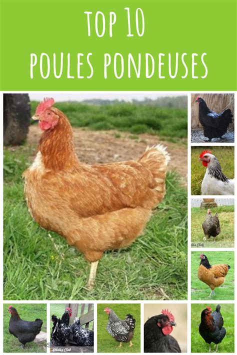 7 Meilleures Races De Poules Pondeuses D Hiver Artofit