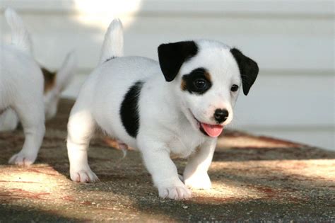 Jack Russell Terrier Puppies Black And White