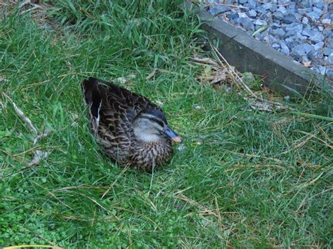 Mallards Pintails And Allies From Karori Wellington New Zealand On