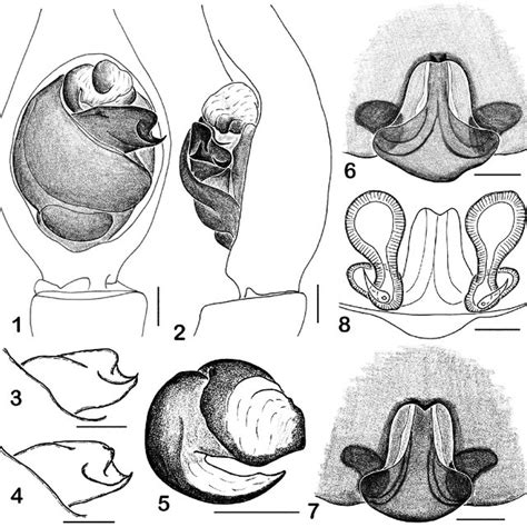 7 Copulatory Organs Of Alopecosa Marikovskyi Sp N 1 2 Holotype 1