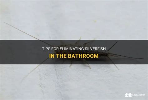 Tips For Eliminating Silverfish In The Bathroom Shunshelter