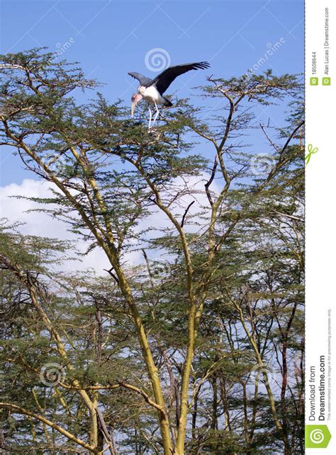 Nesting Marabou Stork stock photo. Image of beak, safari - 18508644