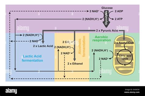 Glycolysis Aerobic Respiration And Anaerobic Fermentation In One