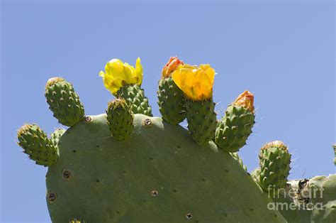 Opuntia Cactus Flowers Photograph by Steen Drozd Lund