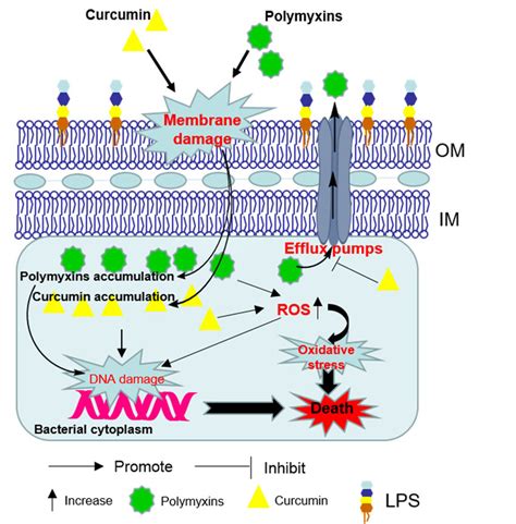 Schematic Diagram Depicting The Synergistic Bacterial Killing Mechanism