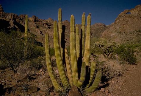 Organ Pipe Cactus Learn About Nature