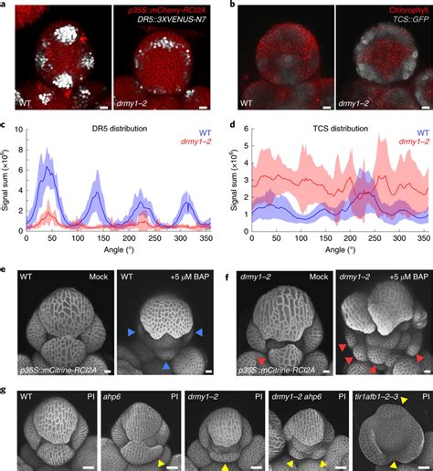 Focused Auxin And Cytokinin Signalling Are Required For Robust Sepal