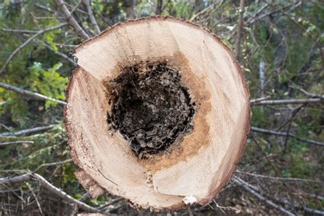 6 Common Diseases That Kill Trees Croft Tree Experts