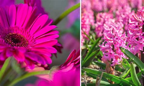 Fleurs Du Jardin Nos Fiches De Culture Et Conseils D Entretien