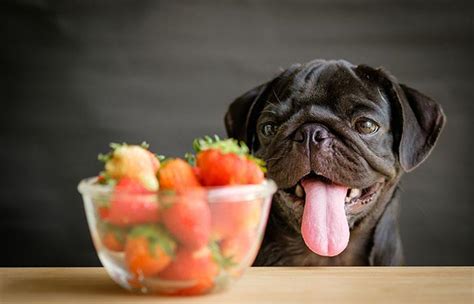 Las Frutas Y Verduras Que Puedes Darle A Tu Perro