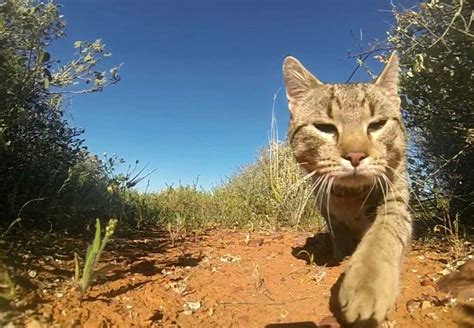 Animal response to a bushfire is astounding. These are the tricks they ...