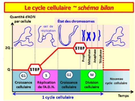 Sch Ma Bilan Repr Sentant Les Tapes Du Cycle Cellulaire