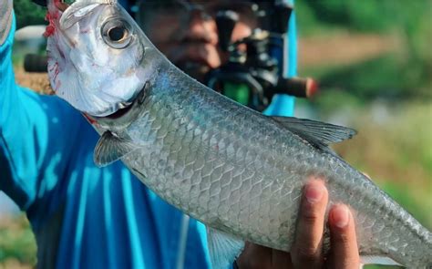 介紹一下沿海路亞入門魚——大眼海鰱 壹讀