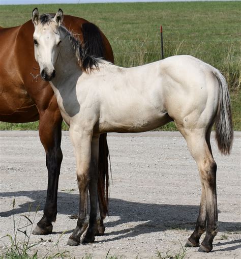 Buckskin Colt