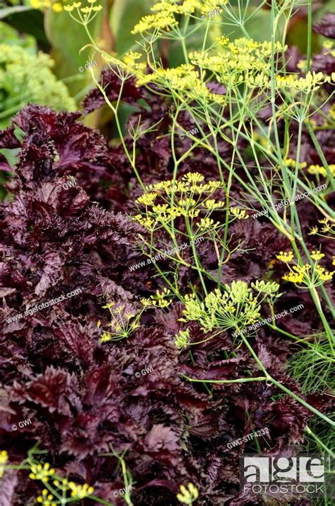 Foeniculum Vulgare And Perilla Frutescens Var Nankinensis Stock Photo