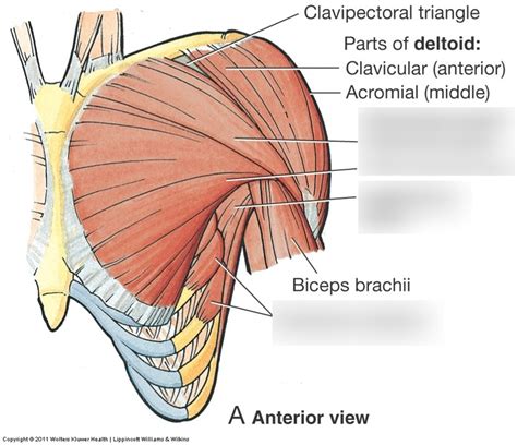 MSK Anatomy Axioappendicular Muscles Shoulder And Hip Diagram