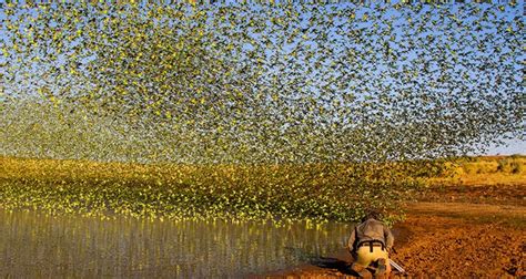 Breathtaking images of flock of budgies | OverSixty