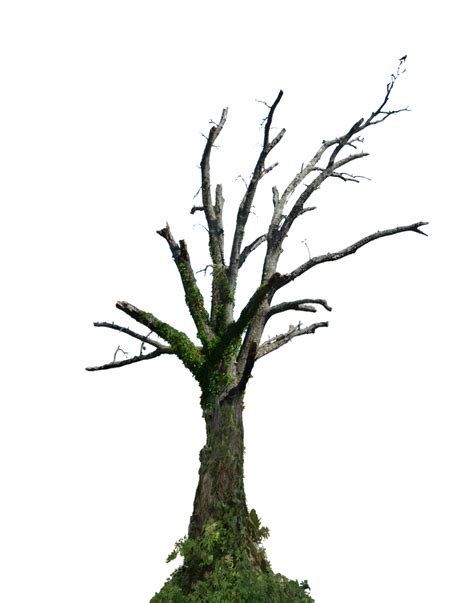 Dead Tree Png Stock Photo 0098 Orig Green By Annamae22 On Deviantart