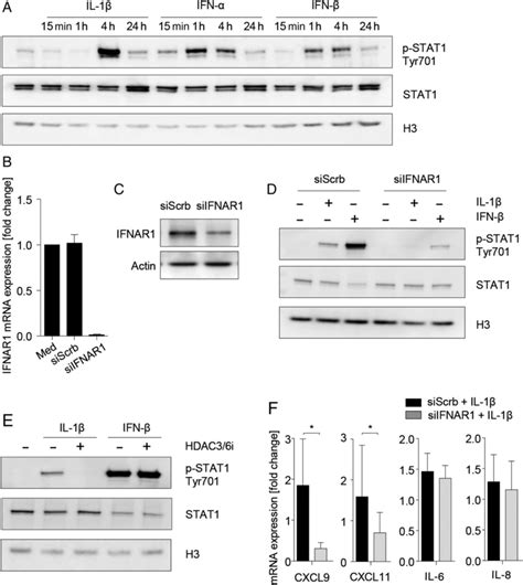 Histone Deacetylase HDAC 3 6i Effects On STAT1 Regulation Reflect The