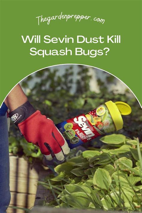 Will Sevin Dust Kill Squash Bugs Squash Bugs Mulch Explained Killing