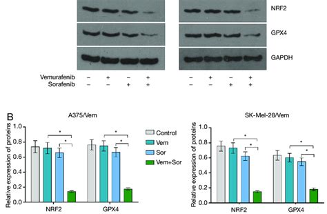 The Effects Of Sorafenib On Nrf And Gpx In Vemurafenib Resistant Mm