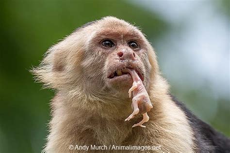 White Capuchin Monkey