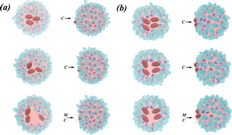 Sequence Of Simulation Snapshots Representing Typical Coalescence