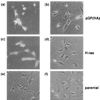 Activation Of Signaling Pathways In Jsrv Transformed Cells A In