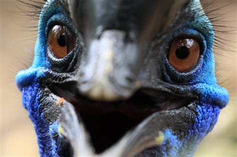 Premium Photo Close Up Face Of Beautiful Cassowary Bird Have Vivid Blue Color Beak Look Like