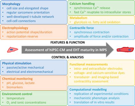 Frontiers Building Blocks Of Microphysiological System To Model