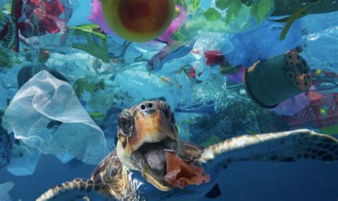 microplastic   impact  marine wildlife oer commons