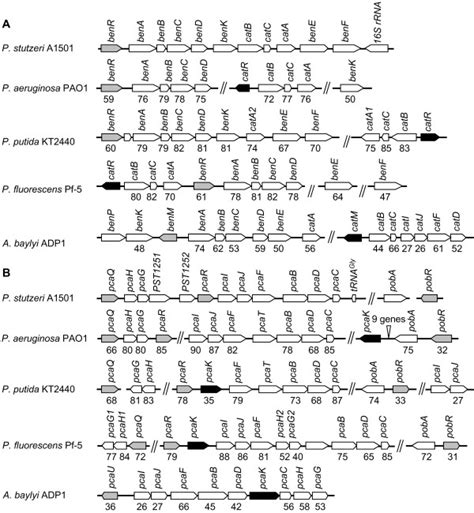 Organization Of Benzoate A Or 4 Hydroxybenzoate B Degradation Gene