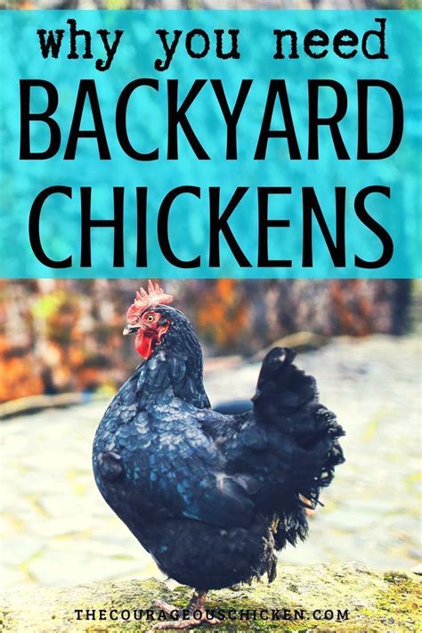 11 Reasons To Raise Backyard Chickens • The Courageous Chicken