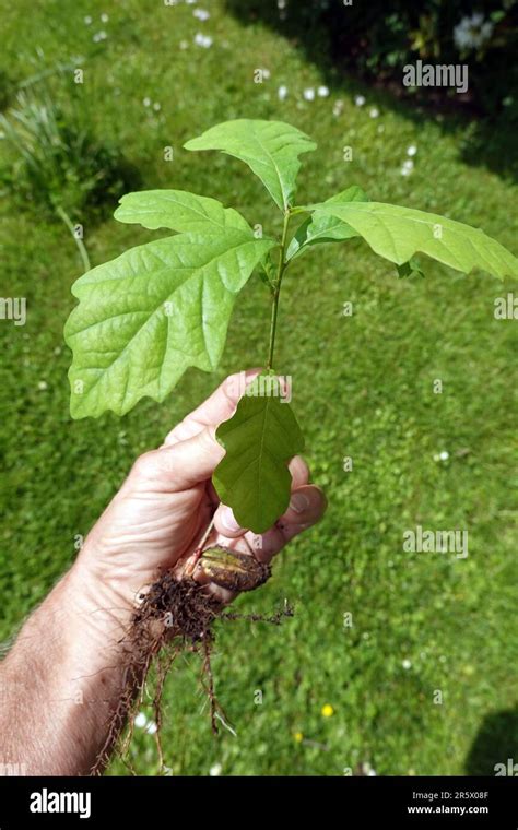 Baum Hand Hi Res Stock Photography And Images Alamy