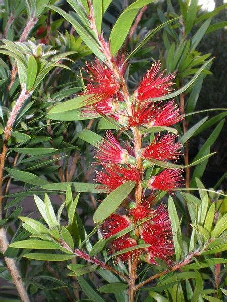 Callistemon Citrinus Red Clusters Factsheets Provender Nurseries