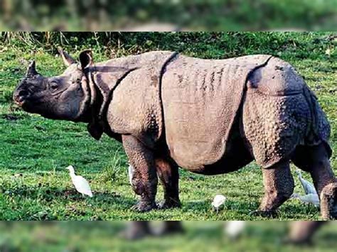 Assam Kaziranga National Park Starts Two Day Rhino Census Exercise