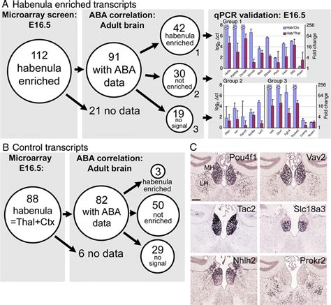 Microarray And Bioinformatic Analysis Of Habenula Gene Expression In Download Scientific